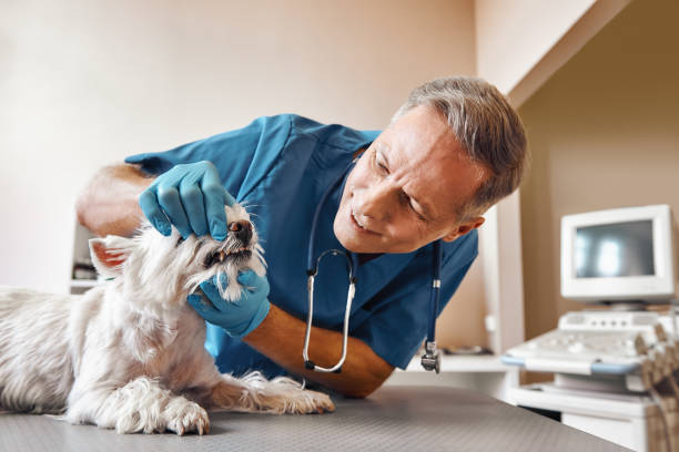 Best Root Canal Emergency Dentist  in North Warren, PA